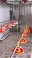 Système d'alimentation automatique à vis sans fin pour poulailler QA – Meilleur prix pour mangeoire et abreuvoir automatiques pour cages à poulets