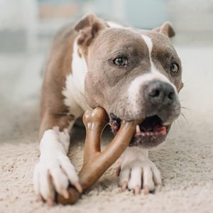 Benebone Wishbone dayanıklı gıda sınıfı köpek çiğnemek naylon kemik oyuncak agresif Chewers için gerçek Bacon tavuk sığır fıstık ahşap lezzet