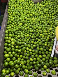 Agrumes naturels sans pépins de citron aigre vert de haute qualité du Vietnam - Product Image 2