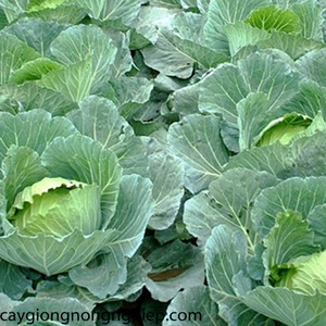 Anufturers-repollo seco, alta calidad, oferta - Product Image 4