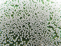 High Quality White Sugar Pellet Excipient 710-850μm Flavoring Agents Available for Wholesale