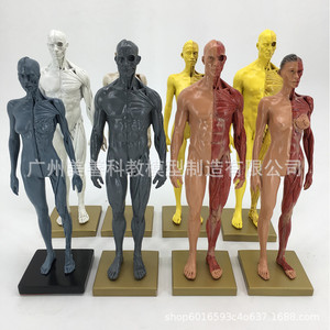 30cm  CG - Product Image 2