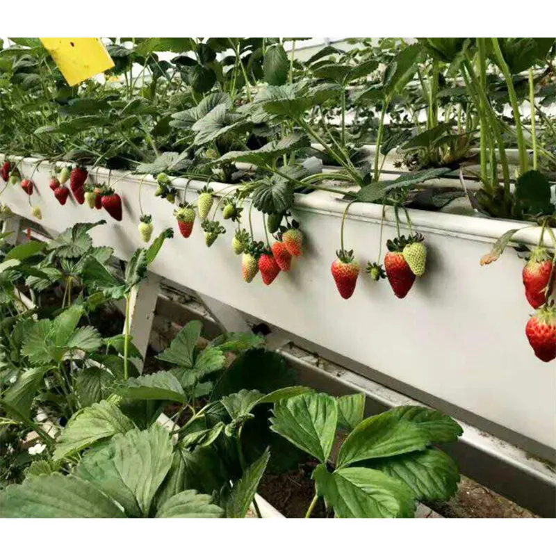 Vertikale Hydro ponik systeme für Erdbeeren