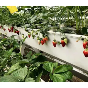 Systèmes hydroponiques verticaux pour fraises