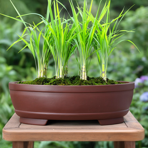 Pot à bonsaï ovale Zisha fait à la main 25x18x7,5cm pour la plantation de Calamus - Product Image 1