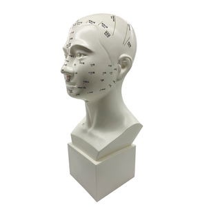 Modelo de Enseñanza de 47 cm de Puntos de Acupuntura de la Cabeza, Medicina Tradicional China, Acupuntura y Masaje Facial con Puntos de Acupuntura - Product Image 4