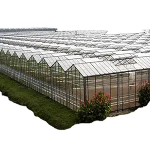 FM prix raisonnable feuille légumes verre Venlo Green House NFT système hydroponique serre avec système d'ombrage