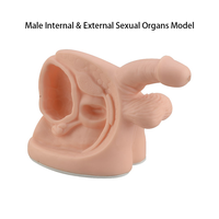 Modelo de Órganos Reproductores Masculinos Internos y Externos, Pene Artificial Humano de Tamaño Real