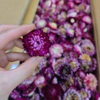 Vente en gros tout-en-un de petites têtes de fleurs séchées naturelles en paille : Chrysanthème et Marguerite pour Noël et la Fête des Mères