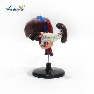 แบบจำลองอวัยวะร่างกายมนุษย์ ตับ แบบจำลองการสอน กายวิภาคศาสตร์ แบบจำลองตับ ลำไส้สิบสองชั้น และตับอ่อน ระบบย่อยอาหาร - Product Image 6