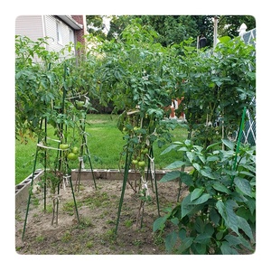 เสาค้ำต้นไม้เคลือบพลาสติกสำหรับมะเขือเทศ ต้นไม้ และถั่ว - Product Image 3