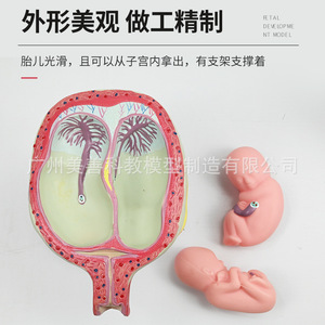 Modelo del proceso de embarazo y desarrollo; modelo embrionario de planificación familiar; modelo de demostración de planificación familiar; modelo fetal; - Product Image 3