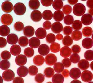 Kosmetisches Hautpflegeöl Natürliches <span class=keywords><strong>Astaxanthin</strong></span>-Öl in Lebensmittelqualität mit 5-HTP Hochwertige Großhandelslieferung 98% Rein - Product Image 2