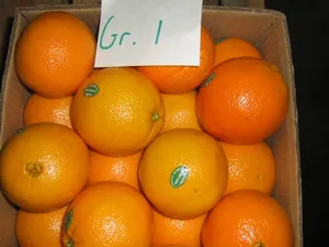 Fornecedor de fábrica de laranja fresco, laranja chinês de alta qualidade frutas frescas no melhor preço orangeo