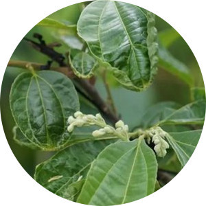 Extracto de Microcos <span class=keywords><strong>Paniculata</strong></span> 10:1, Extracto de Suaeda Salsa, Polvo de Microcos <span class=keywords><strong>Paniculata</strong></span>, Materias Primas Alimentarias Naturales de Alta Calidad - Product Image 3
