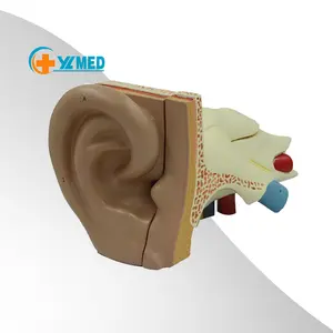 PVC Anatomi Manusia Telinga Pendidikan Medis Model Telinga Plastik Anatomi Model Telinga Manusia 3d Model 3 Kali Perbesaran