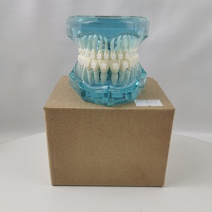 Modelo de diente de práctica con soporte de cerámica M3002 para entrenamiento dental y de ortodoncia, uso doméstico, paquete individual - Product Image 5