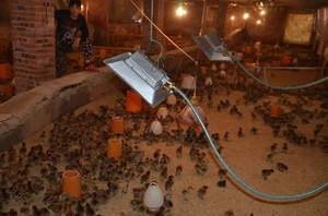 Équipement de chauffage de ferme porcine Volaille Poulet Couveuse à gaz Volaille <span class=keywords><strong>Aviculture</strong></span> Chauffe-gaz Système de chauffage de ferme - Product Image 6