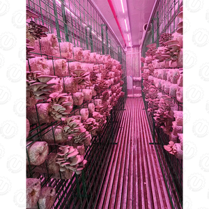 Fully Automated 20/40ft Large Mushroom Growing Container <b>for</b> Efficient Production - Product Image 4