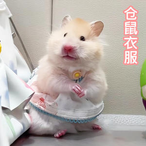 Vêtements pour hamster - adaptés à toutes les saisons. Vêtement jupe pour petits animaux. <span class=keywords><strong>Pull</strong></span> en laine pour ours aux poils dorés - Product Image 4