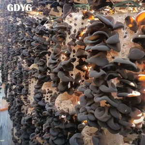 Meilleur Prix <span class=keywords><strong>Champignons</strong></span> d'Oreilles de Bouddha Entiers Séchés de Qualité Supérieure pour la Cuisine et les Applications Alimentaires <span class=keywords><strong>Champignons</strong></span> d'Oreilles de Bouddha Séchés <span class=keywords><strong>Champignons</strong></span> Noirs Séchés - Product Image 2
