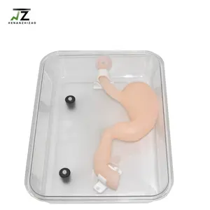 Medical Science Gastroscopic surgery training model for teaching High simulation simulation stomach adult 1 to 1 ratio