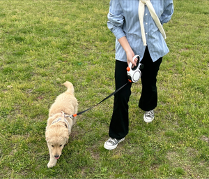 Laisse rétractable robuste de 5 m pour chien, anti-emmêlement, avec distributeur de sacs à déjections, pour grands chiens en extérieur - Product Image 5
