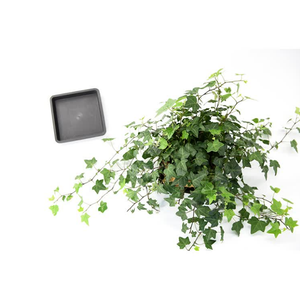 Factory price Cheap Hot selling Square plastic plant Saucer 1-3-5 gallon