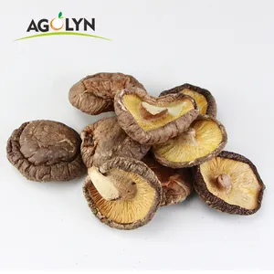 Mycélium de <span class=keywords><strong>Morilles</strong></span> de Qualité Supérieure à Vendre - Product Image 2