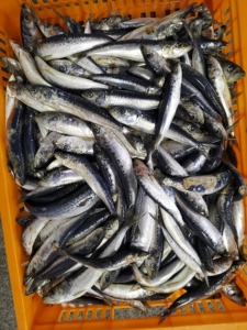 <span class=keywords><strong>ปลา</strong></span>ซาร์ดี<span class=keywords><strong>น</strong></span>ยอดนิยม <span class=keywords><strong>ปลา</strong></span>ซาร์ดี<span class=keywords><strong>น</strong></span>เซเว่นสตาร์ <span class=keywords><strong>ปลา</strong></span>ซาร์ดี<span class=keywords><strong>น</strong></span>แช่แข็งสำหรับอาหารกระป๋อง - Product Image 4