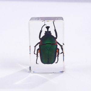 Thủ công nhựa trong suốt thủ công-Côn Trùng Mẫu paperweights động vật Bọ Cạp lỗi hiển thị Khoa Học Côn Trùng nhựa - Product Image 6