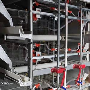 Profesyonel kaliteli <span class=keywords><strong>h</strong></span>-tipi tam otomatik Broiler et tavuk yetiştiriciliği için pil damızlık kafes tavuk <span class=keywords><strong>Coop</strong></span> tayland - Product Image 6