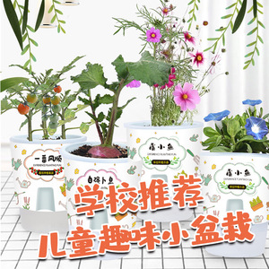 Caja sorpresa de plantas en maceta para niños de preescolar y primaria para observar el crecimiento y la germinación de las plantas - Product Image 1