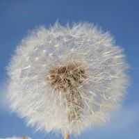Bunga Dandelion Kering Semua Ukuran, Bunga Awet Abadi, Spesimen untuk DIY Resin, Bahan Baku Ornamen, Perhiasan Rumah, Dekorasi Dinding Furnitur