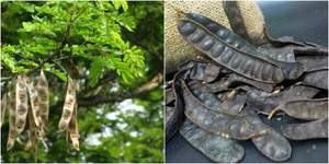 Bon prix Fructus Gleditschiae pour les cheveux mme. Holiday - Product Image 5