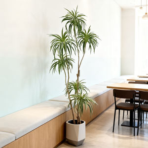 <span class=keywords><strong>Plante</strong></span> artificielle Dracaena Sanderiana, Bambou <span class=keywords><strong>porte</strong></span>-<span class=keywords><strong>bonheur</strong></span>, 170 cm, Écologique, Durable, Dracaena tropicale du Brésil, Arbre artificiel <span class=keywords><strong>d</strong></span>'<span class=keywords><strong>intérieur</strong></span> - Product Image 1