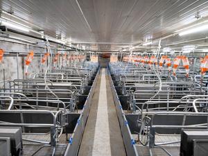 กรงคลอดสุกรแบบขายส่ง สะดวกสบาย - Product Image 5