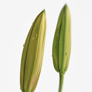 Parfum solide a ddct Muguet 313 30ml - Product Image 4
