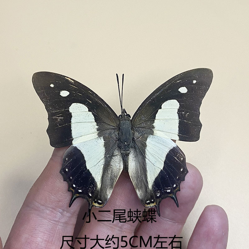 ขนาดเล็ก2 Nymph-ปีกกระจาย