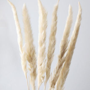 Flores secas Pampas Grass Nautical Home Decor 70-80cm 100% Natural Novedad Regalos para ocasiones especiales - Product Image 1