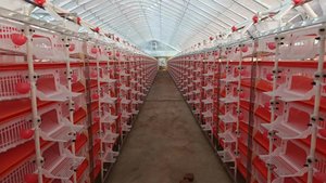 Duradero y cómodo para <span class=keywords><strong>jaula</strong></span> <span class=keywords><strong>de</strong></span> cría <span class=keywords><strong>de</strong></span> codornices/<span class=keywords><strong>jaula</strong></span> <span class=keywords><strong>de</strong></span> colocación <span class=keywords><strong>de</strong></span> codornices - Product Image 3