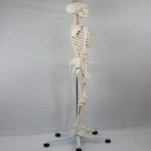 Modello di Scheletro Umano Adulto DARHMMY a Grandezza Naturale in PVC per Educazione Medica con Punti di Inserimento Muscolare e Nervi Spinali su un Lato - Product Image 2
