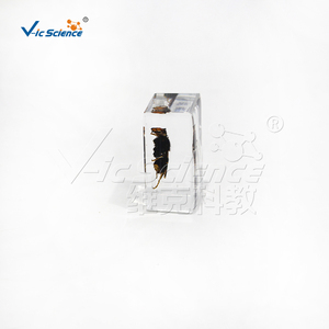 Plastomount Transparente con Insecto Encapsulado, Muestra Real <span class=keywords><strong>de</strong></span> Hymenoptera <span class=keywords><strong>para</strong></span> Investigación <span class=keywords><strong>de</strong></span> Laboratorio <span class=keywords><strong>de</strong></span> Entomología, CE/ISO/ROHS/CNAS - Product Image 4
