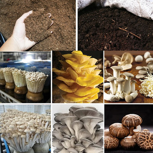Industrial Mushroom Substrate Mixing Machine Automatic Mixer Equipment for Shiitake Oyster Mushroom <b>Cultivation</b> Farm - Product Image 4