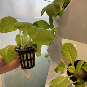 Torre de Cultivo Aeropónico Interior Moderna y Ecológica para el Hogar, Kits de Propagación, Macetas de Plástico ABS, Hierbas, Frutas, Vegetales, Semillas Incluidas - Product Image 6