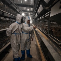 Poulailler pour 90 à 5000 poulets, cage à poulets de type H, équipement avicole, élevage de poulets de chair, cages à poulets