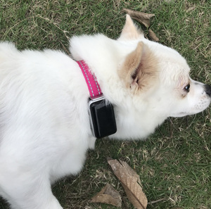 Xách tay <span class=keywords><strong>mini</strong></span> GPS Tracker Vòng cổ và vật nuôi cổ áo cho trẻ em và vật nuôi xe theo dõi - Product Image 4