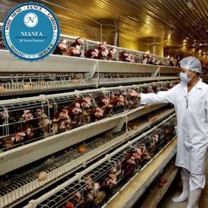 ลวดตาข่ายเชื่อมแบบตาข่ายอุปกรณ์สำหรับเลี้ยงไก่ที่ใช้เทคนิคในฟาร์มแบบไนจีเรียจากโรงงานกวางโจว - Product Image 3