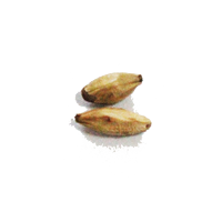 Haricot blanc séché naturellement au soleil pour le thé de bien-être quotidien et la préparation de régimes médicinaux à domicile