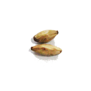 Haricot blanc séché naturellement au soleil pour le thé <span class=keywords><strong>de</strong></span> bien-être quotidien et la préparation <span class=keywords><strong>de</strong></span> régimes médicinaux à domicile - Product Image 2